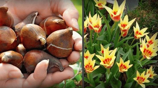Почему осень - лучшее время для посадки тюльпанов